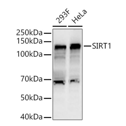 Western Blot - Anti-SIRT1 Antibody (A80509) - Antibodies.com