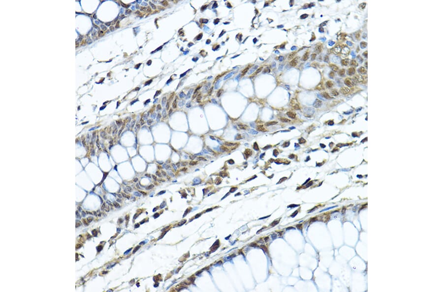Immunohistochemistry - Anti-SIRT1 Antibody (A80509) - Antibodies.com