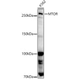 Western Blot - Anti-mTOR Antibody (A80511) - Antibodies.com