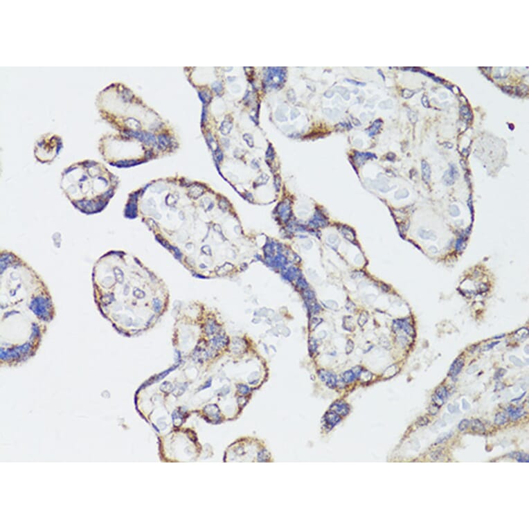 Immunohistochemistry - Anti-mTOR Antibody (A80511) - Antibodies.com