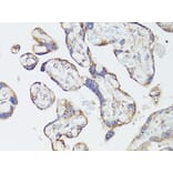 Immunohistochemistry - Anti-mTOR Antibody (A80511) - Antibodies.com