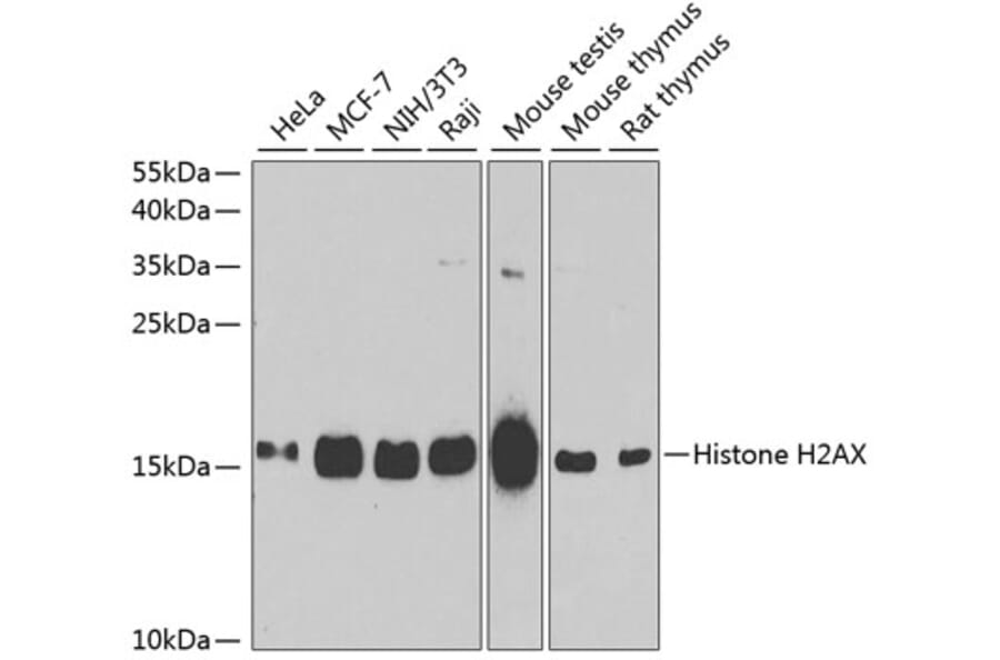 Western Blot - Anti-Histone H2AX Antibody (A11361) - Antibodies.com