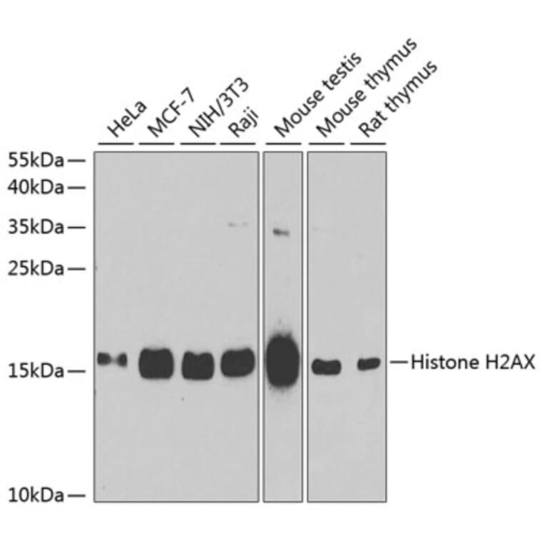 Western Blot - Anti-Histone H2AX Antibody (A11361) - Antibodies.com