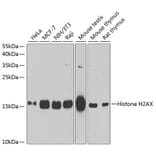 Western Blot - Anti-Histone H2AX Antibody (A11361) - Antibodies.com