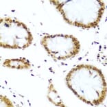 Immunohistochemistry - Anti-Histone H2AX Antibody (A11361) - Antibodies.com