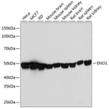 Western Blot - Anti-ENO1 Antibody [ARC0599] (A80514) - Antibodies.com