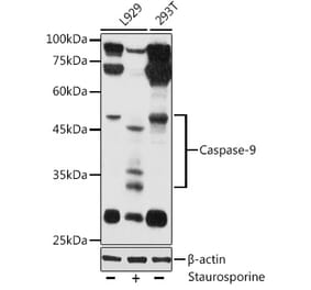 Western Blot - Anti-Caspase-9 Antibody (A80515) - Antibodies.com
