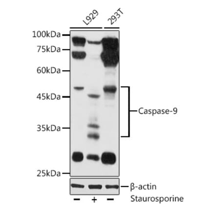 Western Blot - Anti-Caspase-9 Antibody (A80515) - Antibodies.com