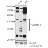 Western Blot - Anti-Caspase-9 Antibody (A80515) - Antibodies.com