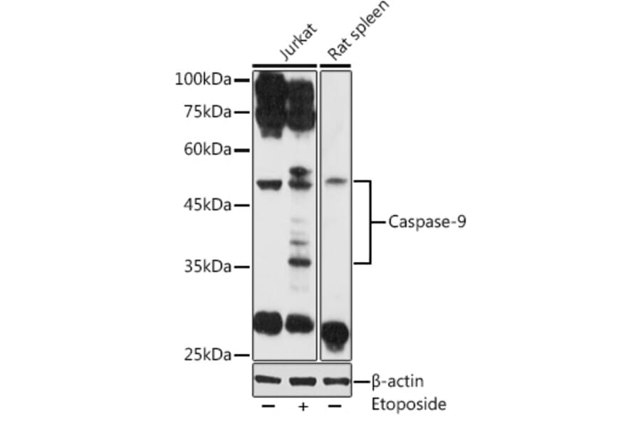 Western Blot - Anti-Caspase-9 Antibody (A80515) - Antibodies.com
