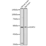 Western Blot - Anti-Keap1 Antibody (A80516) - Antibodies.com