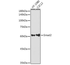 Western Blot - Anti-Smad2 Antibody (A80517) - Antibodies.com