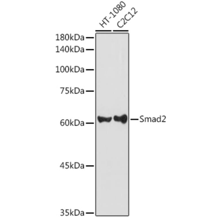 Western Blot - Anti-Smad2 Antibody (A80517) - Antibodies.com