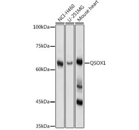 Western Blot - Anti-Quiescin Q6 Antibody (A80523) - Antibodies.com