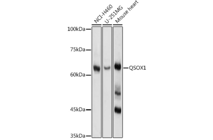 Western Blot - Anti-Quiescin Q6 Antibody (A80523) - Antibodies.com
