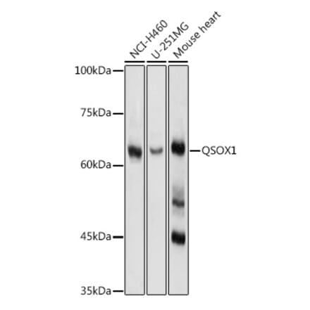 Western Blot - Anti-Quiescin Q6 Antibody (A80523) - Antibodies.com