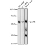 Western Blot - Anti-Quiescin Q6 Antibody (A80523) - Antibodies.com