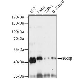 Western Blot - Anti-GSK3 beta Antibody (A80524) - Antibodies.com