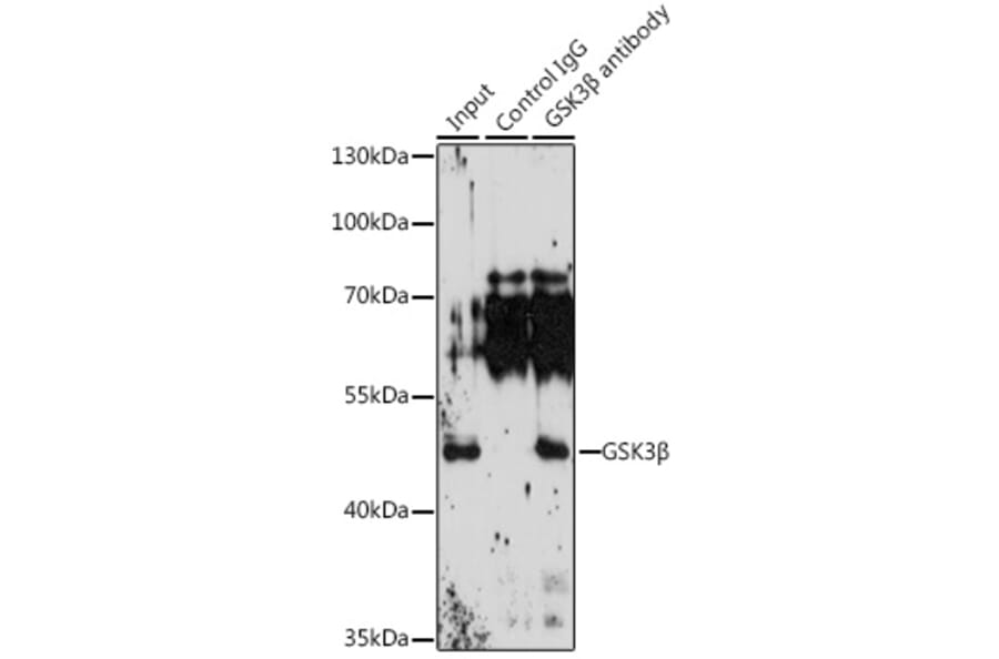 Western Blot - Anti-GSK3 beta Antibody (A80524) - Antibodies.com