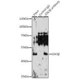 Western Blot - Anti-GSK3 beta Antibody (A80524) - Antibodies.com