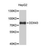 Western Blot - Anti-DDX43 Antibody (A9281) - Antibodies.com