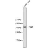 Western Blot - Anti-FGL1 Antibody (A10977) - Antibodies.com