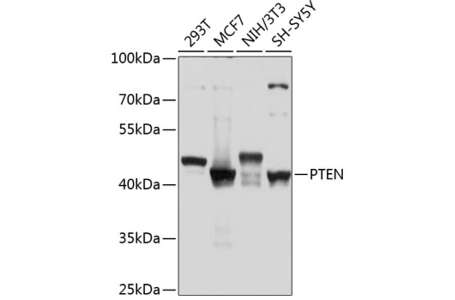Western Blot - Anti-PTEN Antibody (A80529) - Antibodies.com