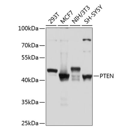 Western Blot - Anti-PTEN Antibody (A80529) - Antibodies.com