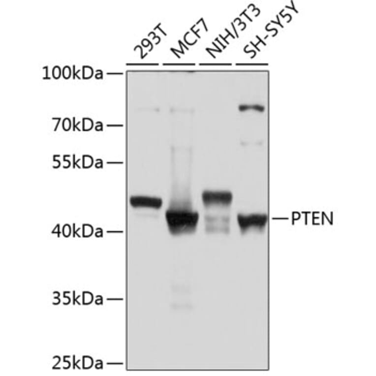 Western Blot - Anti-PTEN Antibody (A80529) - Antibodies.com