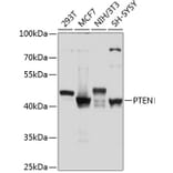 Western Blot - Anti-PTEN Antibody (A80529) - Antibodies.com