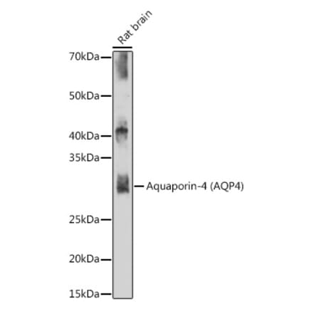 Western Blot - Anti-Aquaporin 4 Antibody [ARC54345] (A80530) - Antibodies.com