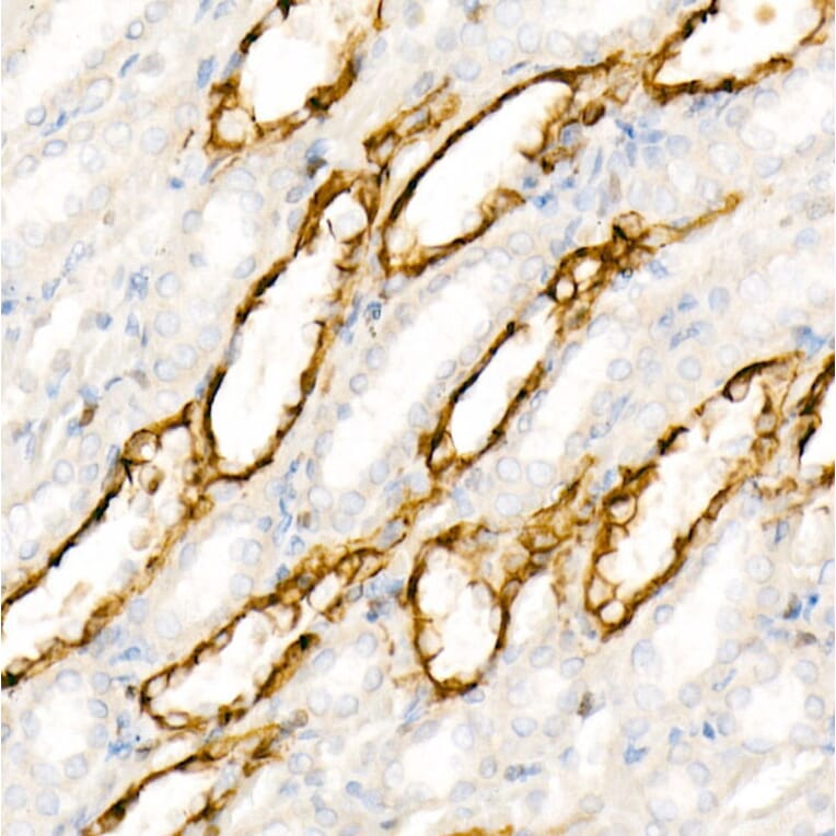 Immunohistochemistry - Anti-Aquaporin 4 Antibody [ARC54345] (A80530) - Antibodies.com