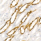 Immunohistochemistry - Anti-Aquaporin 4 Antibody [ARC54345] (A80530) - Antibodies.com