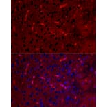 Immunofluorescence - Anti-Aquaporin 4 Antibody [ARC54345] (A80530) - Antibodies.com