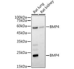 Western Blot - Anti-BMP4 Antibody (A80532) - Antibodies.com