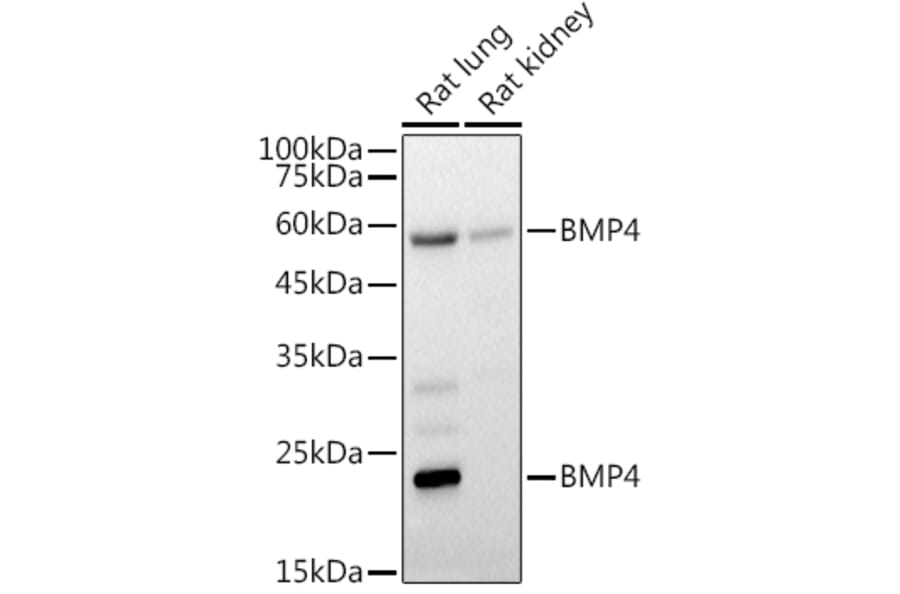 Western Blot - Anti-BMP4 Antibody (A80532) - Antibodies.com