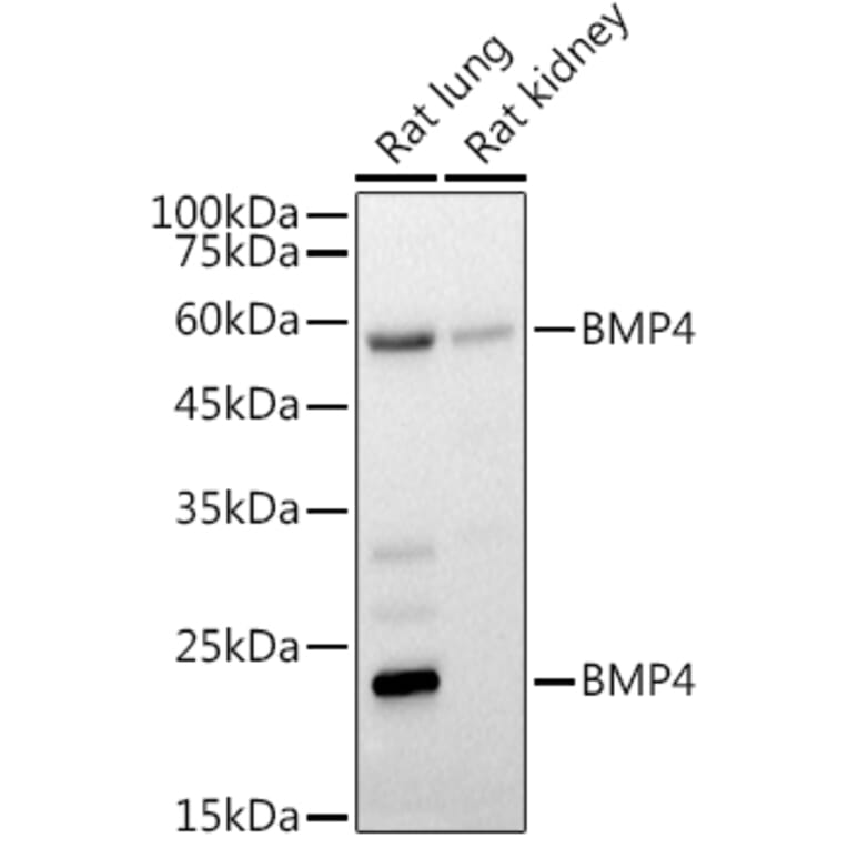 Western Blot - Anti-BMP4 Antibody (A80532) - Antibodies.com