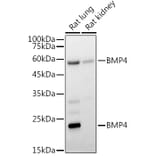 Western Blot - Anti-BMP4 Antibody (A80532) - Antibodies.com