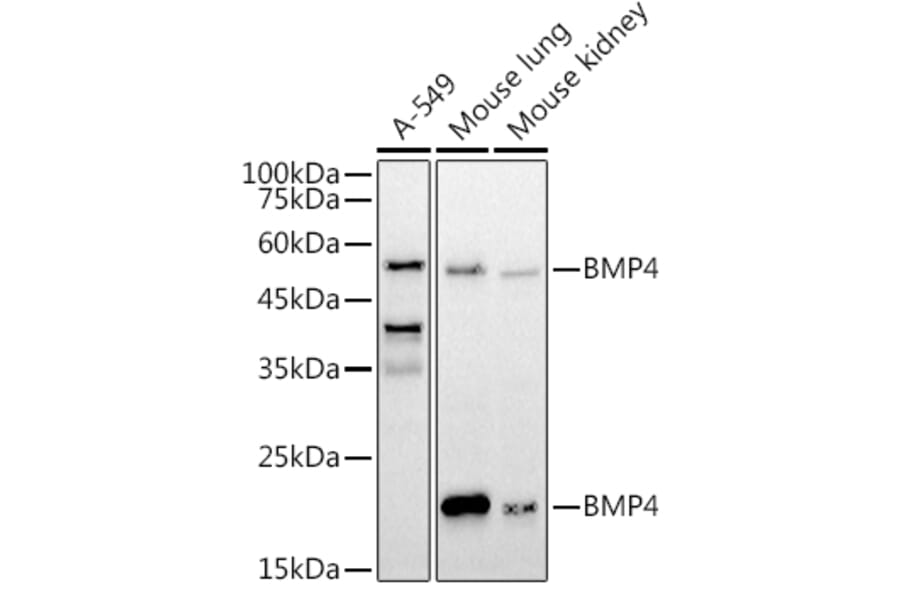 Western Blot - Anti-BMP4 Antibody (A80532) - Antibodies.com