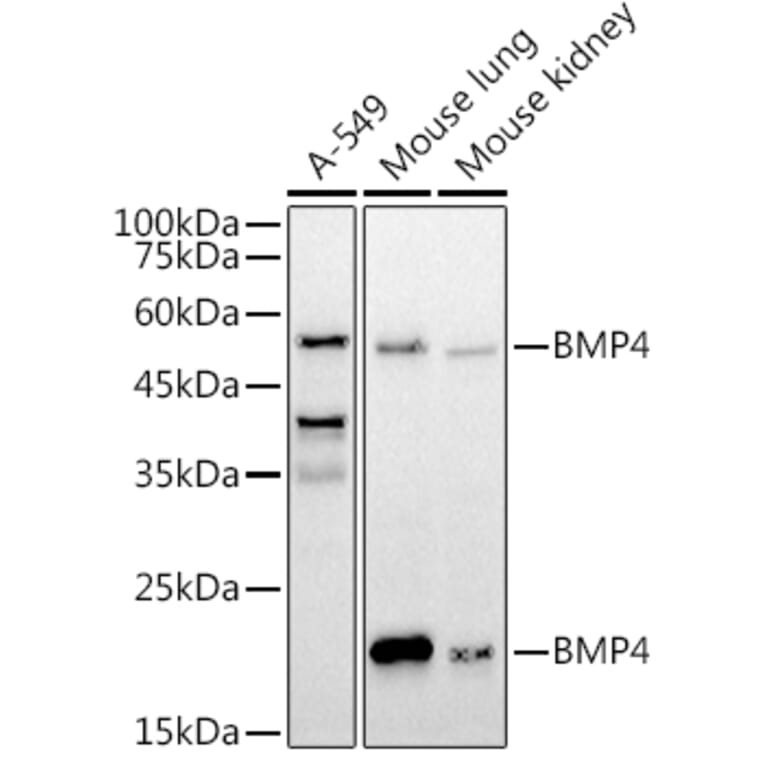 Western Blot - Anti-BMP4 Antibody (A80532) - Antibodies.com