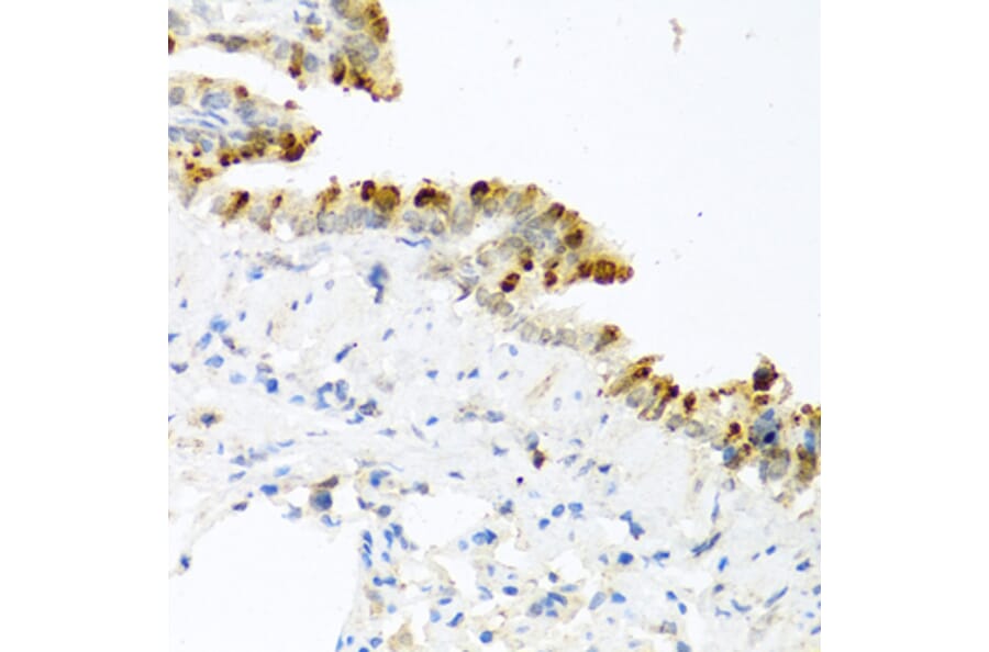 Immunohistochemistry - Anti-BMP4 Antibody (A80532) - Antibodies.com