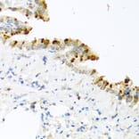 Immunohistochemistry - Anti-BMP4 Antibody (A80532) - Antibodies.com