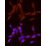 Immunofluorescence - Anti-BMP4 Antibody (A80532) - Antibodies.com