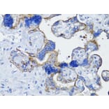Immunohistochemistry - Anti-EGFR Antibody (A80534) - Antibodies.com