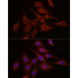 Immunofluorescence - Anti-mTOR Antibody (A80535) - Antibodies.com