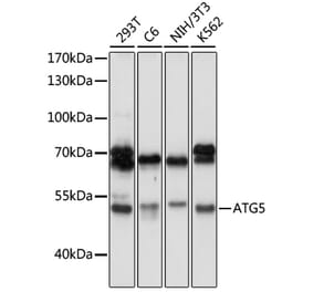 Western Blot - Anti-APG5L/ATG5 Antibody (A80538) - Antibodies.com