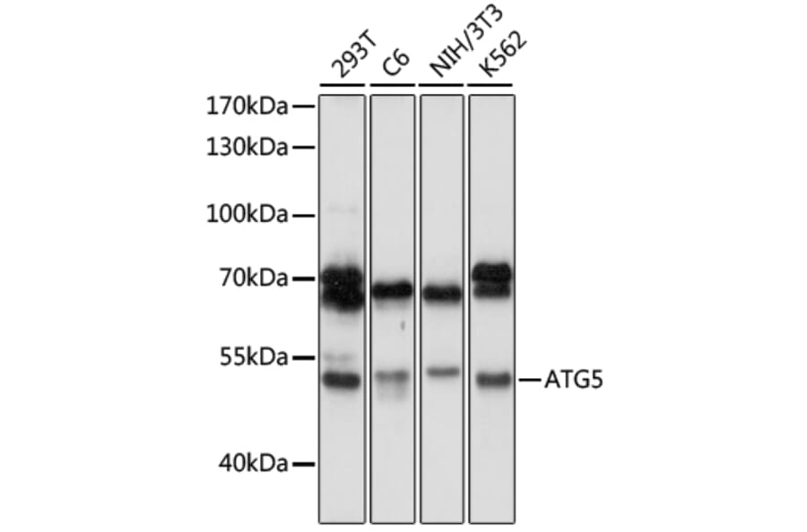 Western Blot - Anti-APG5L/ATG5 Antibody (A80538) - Antibodies.com