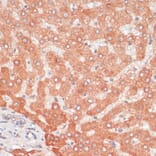 Immunohistochemistry - Anti-APG5L/ATG5 Antibody (A80538) - Antibodies.com