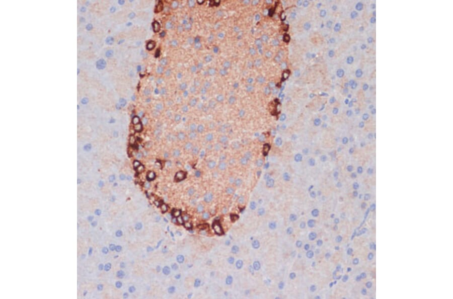 Immunohistochemistry - Anti-APG5L/ATG5 Antibody (A80538) - Antibodies.com