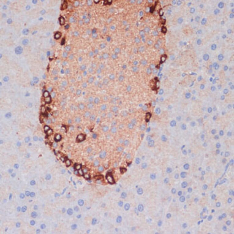 Immunohistochemistry - Anti-APG5L/ATG5 Antibody (A80538) - Antibodies.com